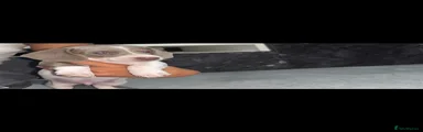 Miniature Dachshund 1
