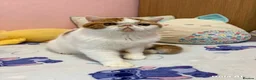 Exotic cats for sale: Beautiful exotic boy - Advert 7