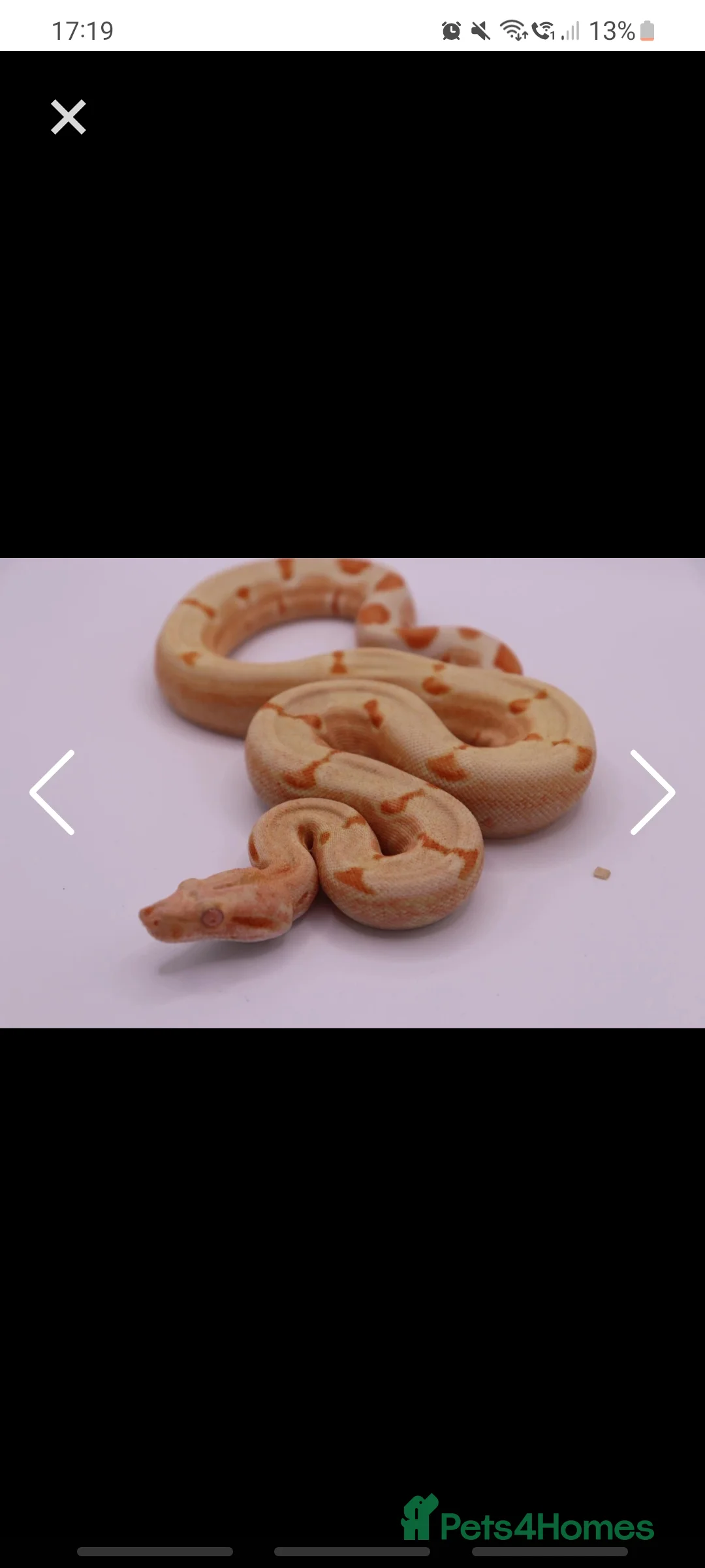 Boa Snake reptiles for sale: Various boa constrictor for sale - Advert 2