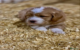 Mini Goldendoodle dogs for sale: Miniature Golden Doodles  - Image 7
