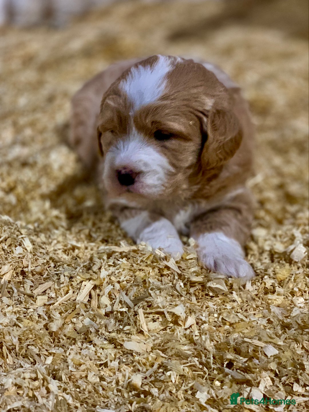 Mini Goldendoodle dogs for sale: Miniature Golden Doodles  - Image 7