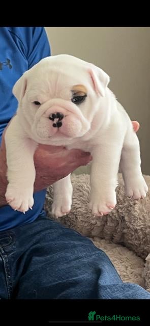 English Bulldog dogs beautiful kc reg health tested pup - Advert 13