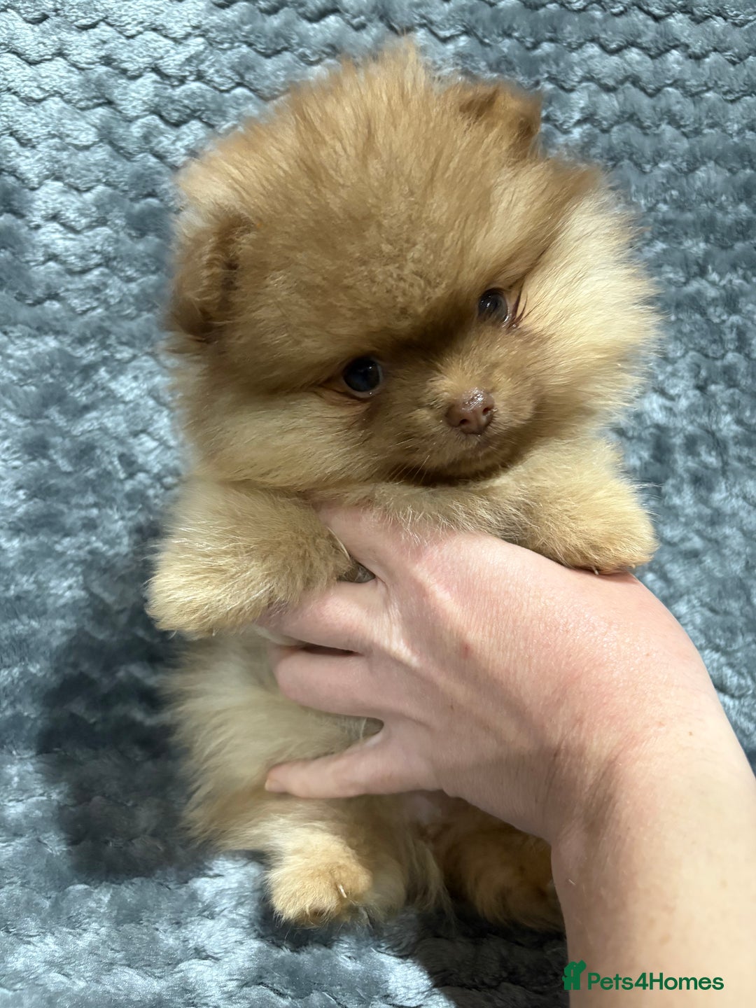 Pomeranian dogs for sale: Lavender/lilac/chocolate/tan pomeranians - Advert 2
