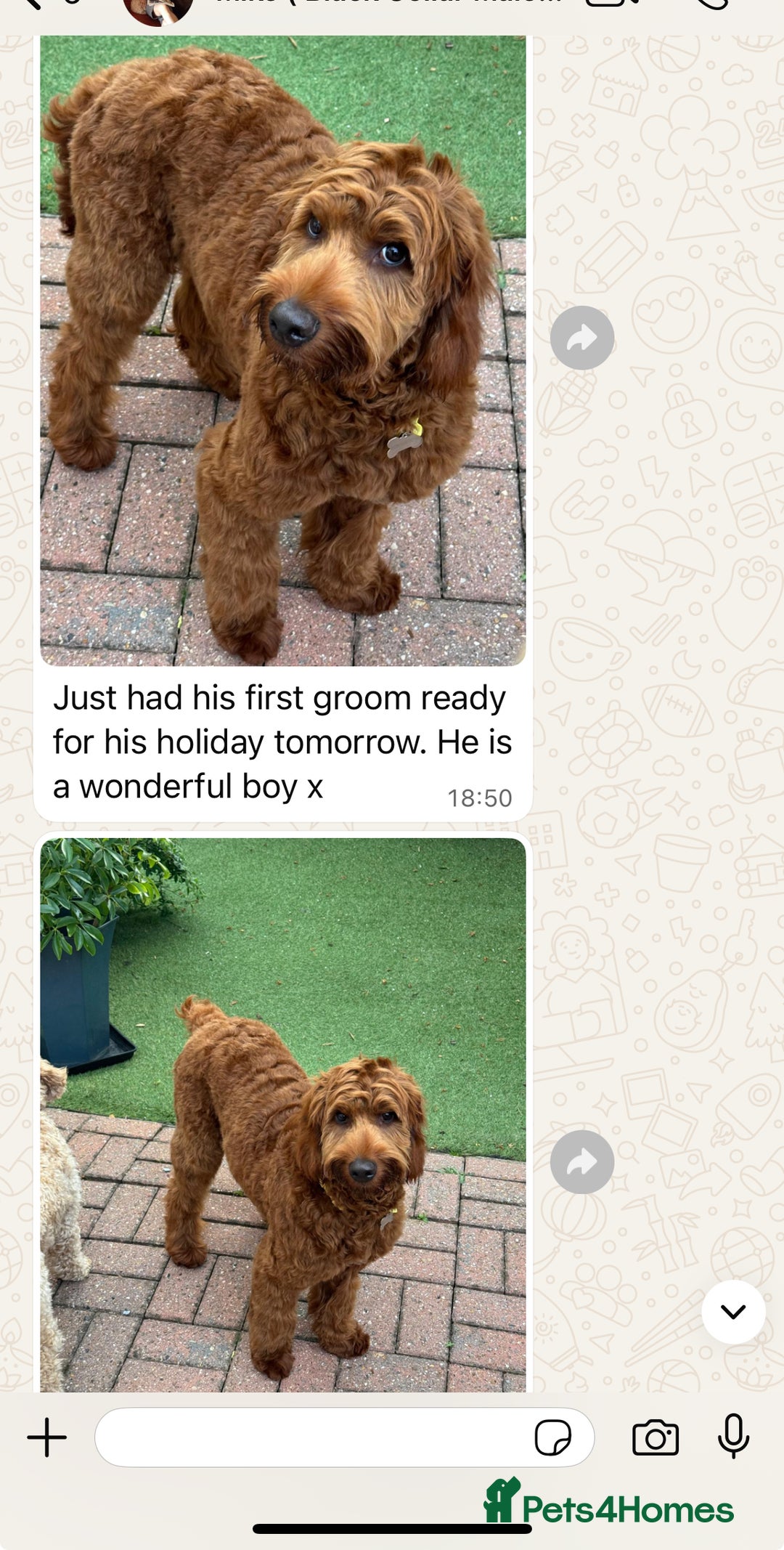 Goldendoodle dogs for sale: multigenerational Australian Red double doodles  - Advert 20