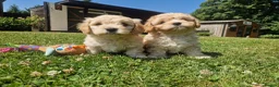 Cavachon dogs for sale: ✨️LAST STUNNING H/TESTED CREAM F1 CAVACHON BITCH✨️ - Advert 5