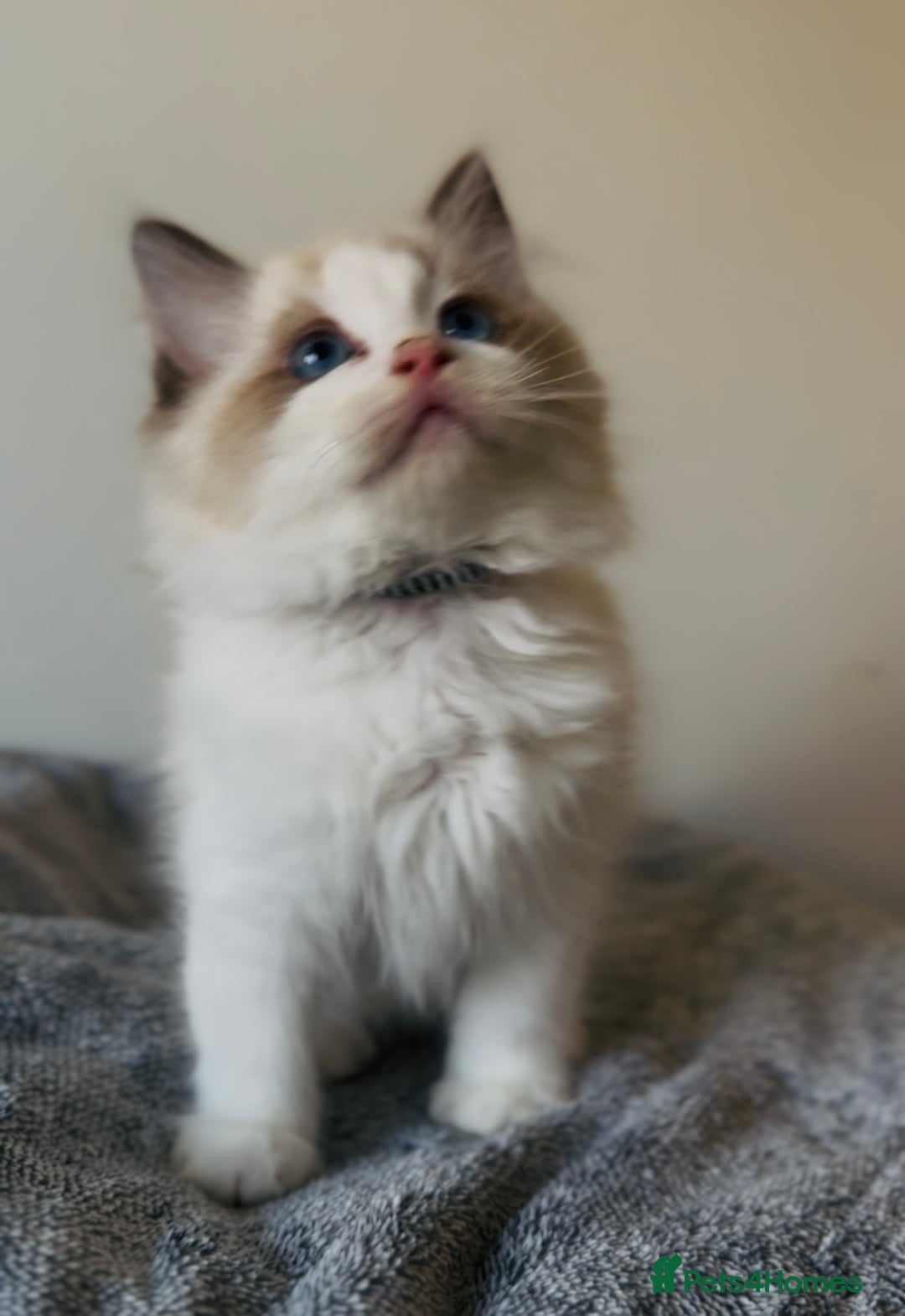 Ragdoll cats for sale: 🐾Tica full pedigree🩷 EU Ragdoll 🐱🐾DNA Clear ❤️ - Image 11