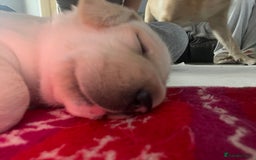 Labrador Retriever dogs for sale: Labrador puppies  - Image 12