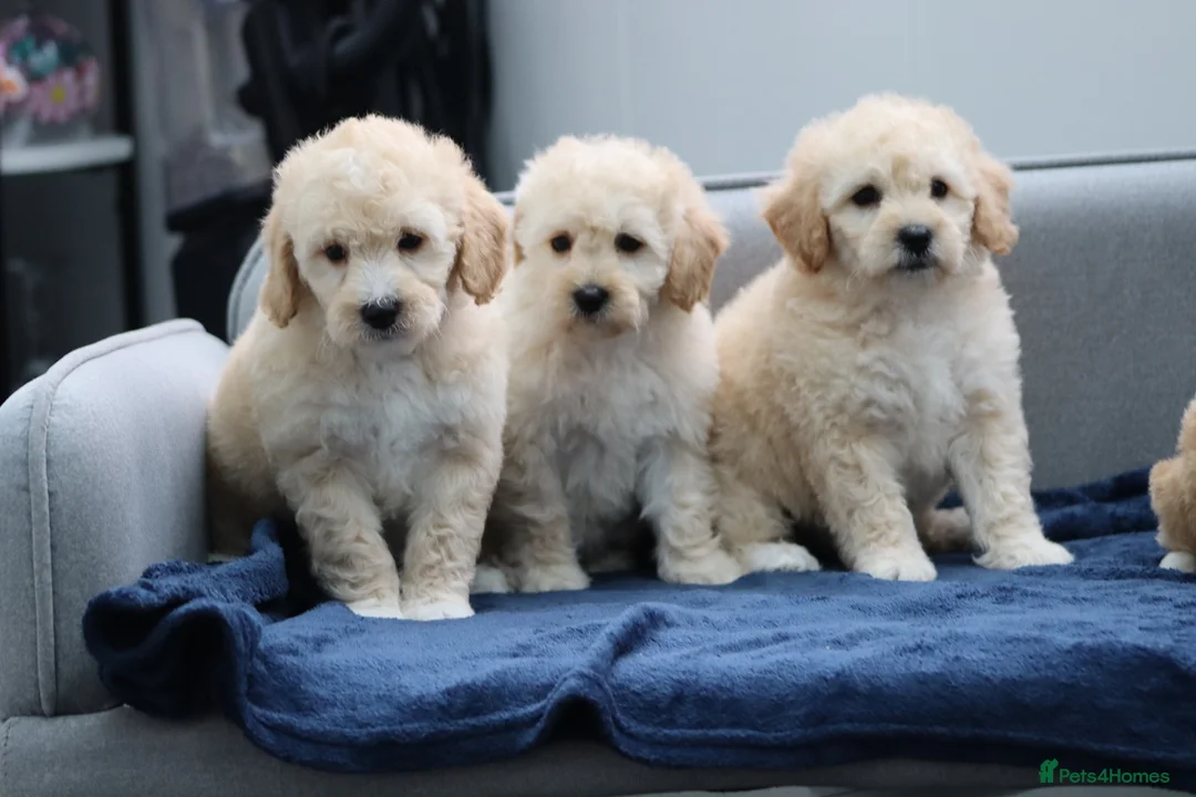 Cavapoochon dogs for sale: Cavapochon puppies for sale - Advert 29