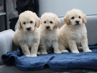 Cavapoochon dogs Cavapochon puppies for sale - Advert 2
