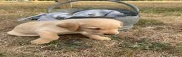 Labrador Retriever dogs for sale: Stunning Labrador Puppies  in Norwich - Advert 8