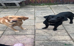 Labrador Retriever dogs for sale: Labrador puppys - Image 5