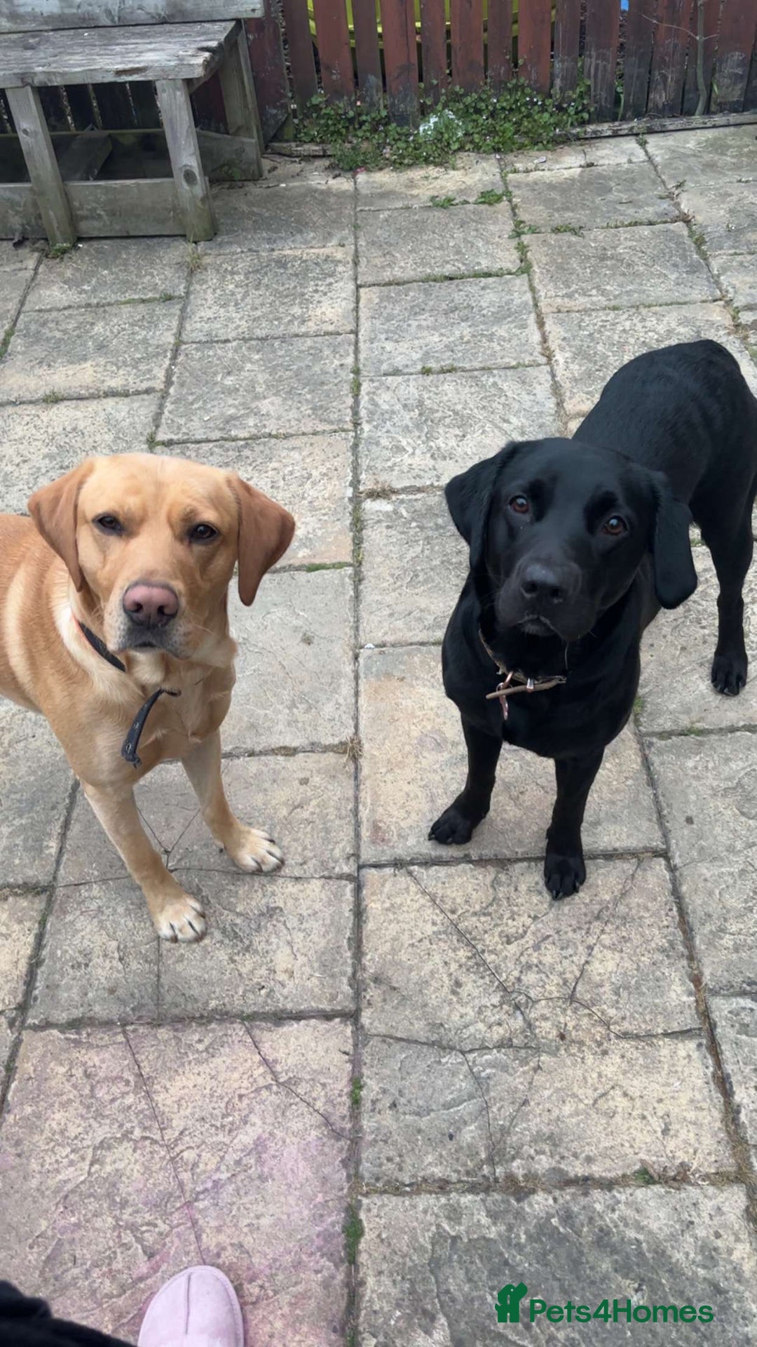 Labrador Retriever dogs for sale: Labrador puppys - Image 5
