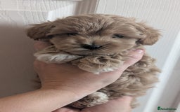 Maltipoo dogs for sale: Petite Maltipoos fully genetic health tested  - Image 15
