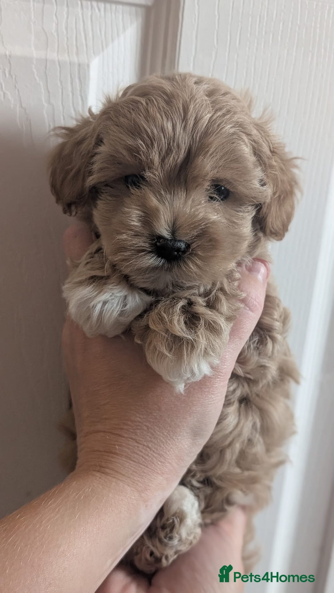 Maltipoo dogs for sale: Petite Maltipoos fully genetic health tested  - Image 15