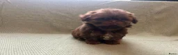 Shih Tzu dogs for sale: Shih Tzu Puppies For Sale 🐶🤎 - Advert 9