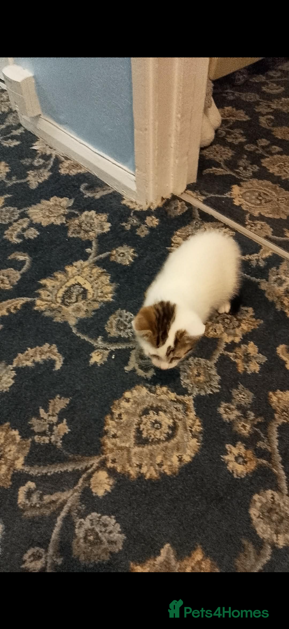 Mixed Breed cats Female kitten  - Advert 5