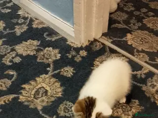 Mixed Breed cats Female kitten - Advert 2