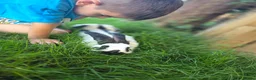 New Zealand rabbits for sale: New Zeeland x Continental Giant Bucks  - Advert 9