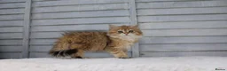 British Longhair cats for sale: Boy and Girl ready  - Advert 5