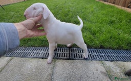 English Bull Terrier dogs for sale: KCRegistered English Bull Terrier Puppies–Top Line - Image 4