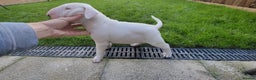 English Bull Terrier dogs for sale: KCRegi EBT English Bull Terrier Puppies–Top Line - Advert 2