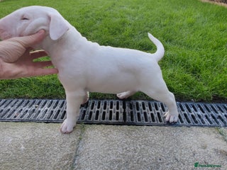 English Bull Terrier dogs - Advert 21