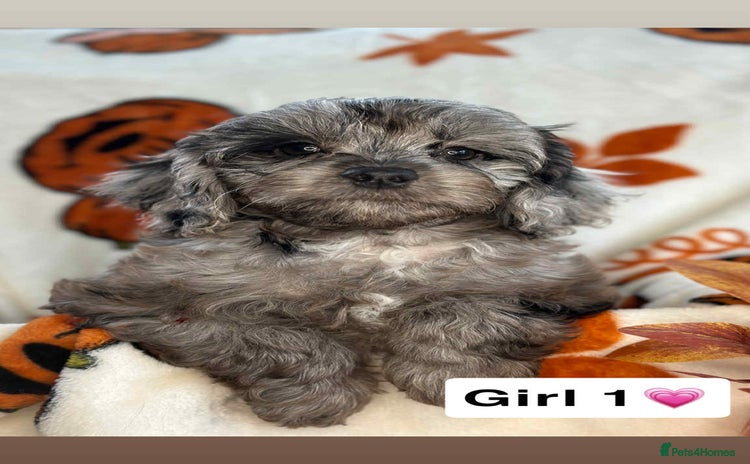 Cavapoo dogs - Advert 1