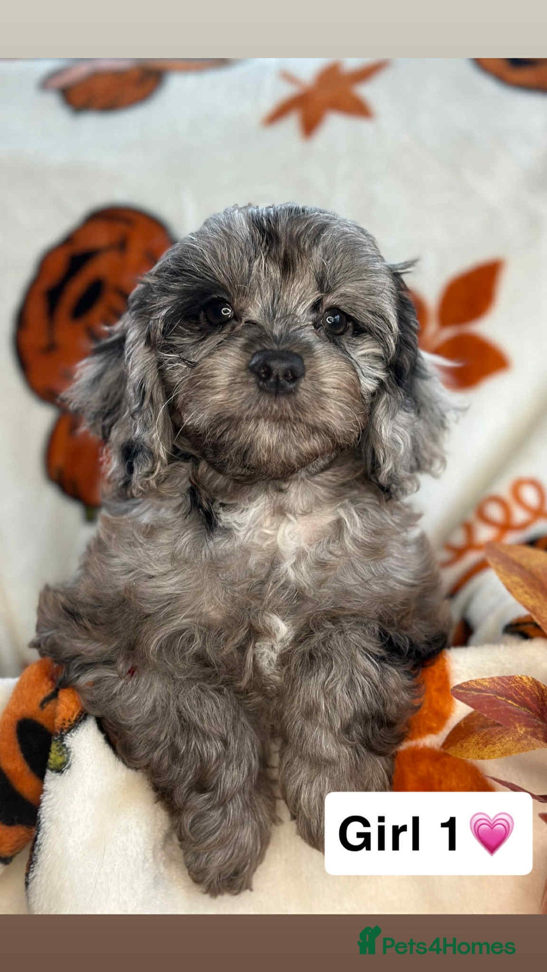Cavapoo dogs for sale: Stunning DNA Clear pups - Image 1