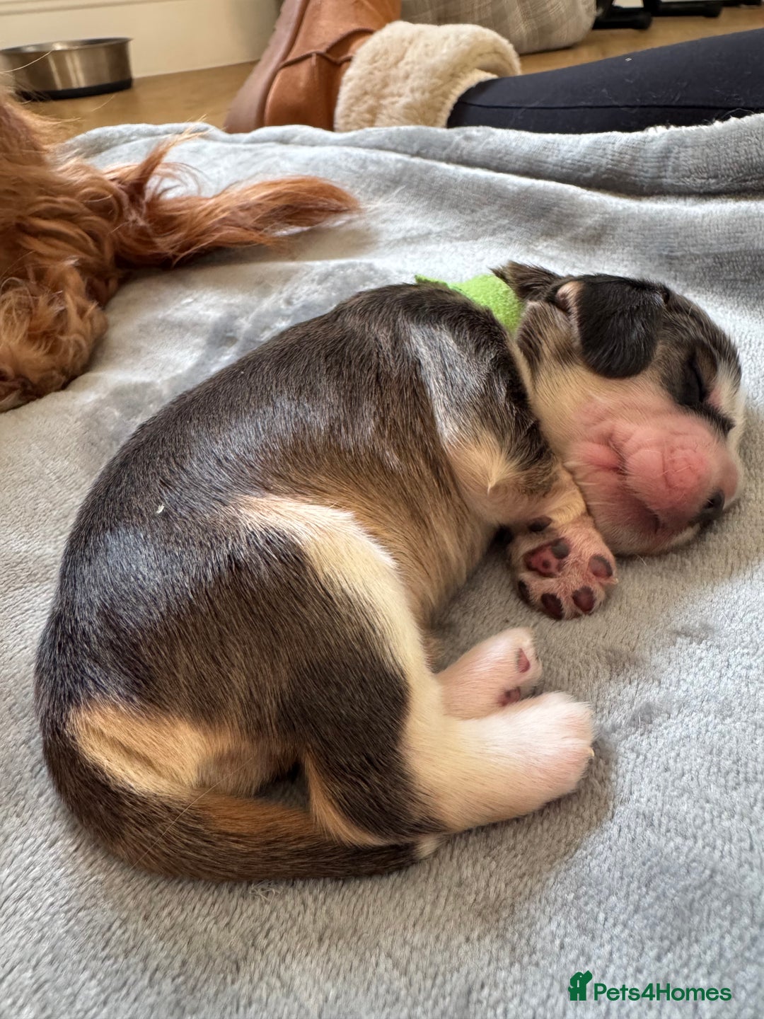 Cocker Spaniel dogs for sale: KC show cocker spaniel puppies  - Advert 2