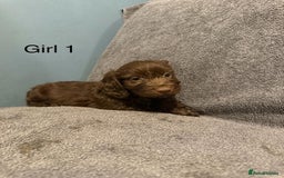 Cockapoo dogs for sale: 7 lovely cockerpoos  - Image 2