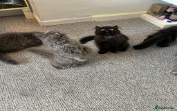 Persian cats for sale: Persian cats London  - Advert 12