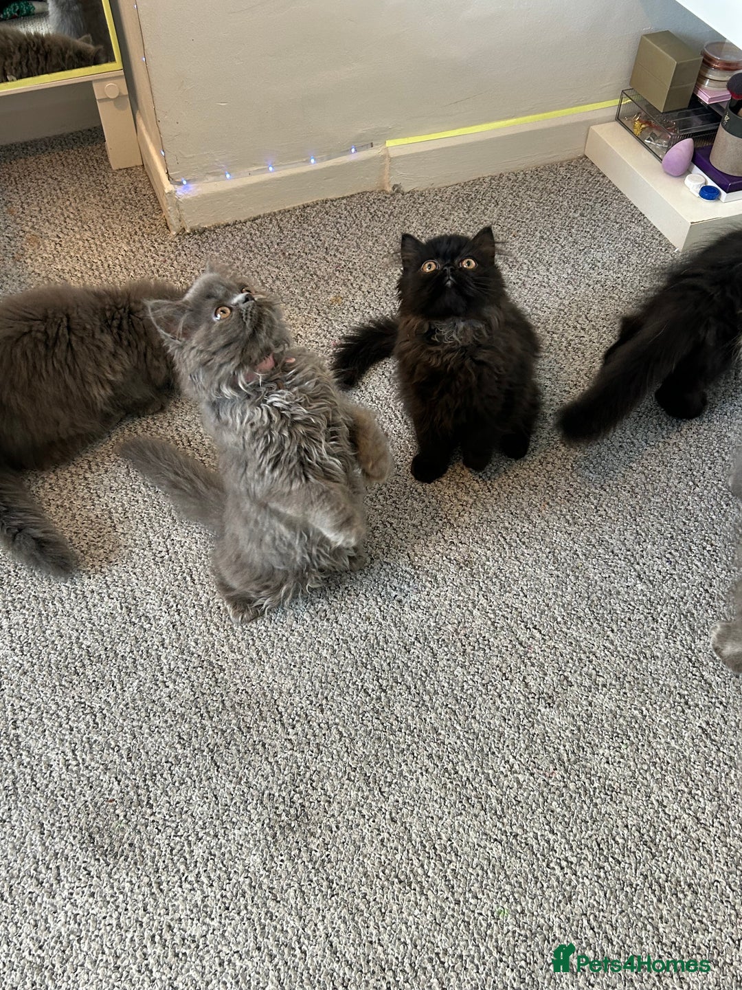 Persian cats for sale: Persian cats London  - Advert 12