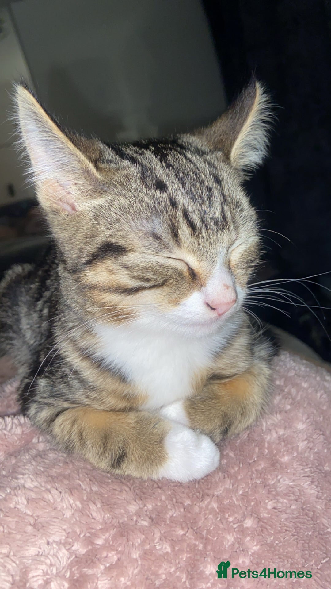 Mixed Breed cats for sale: 2 boys Gorgeous tabby/Rusian blu cross mix Kittens - Advert 7