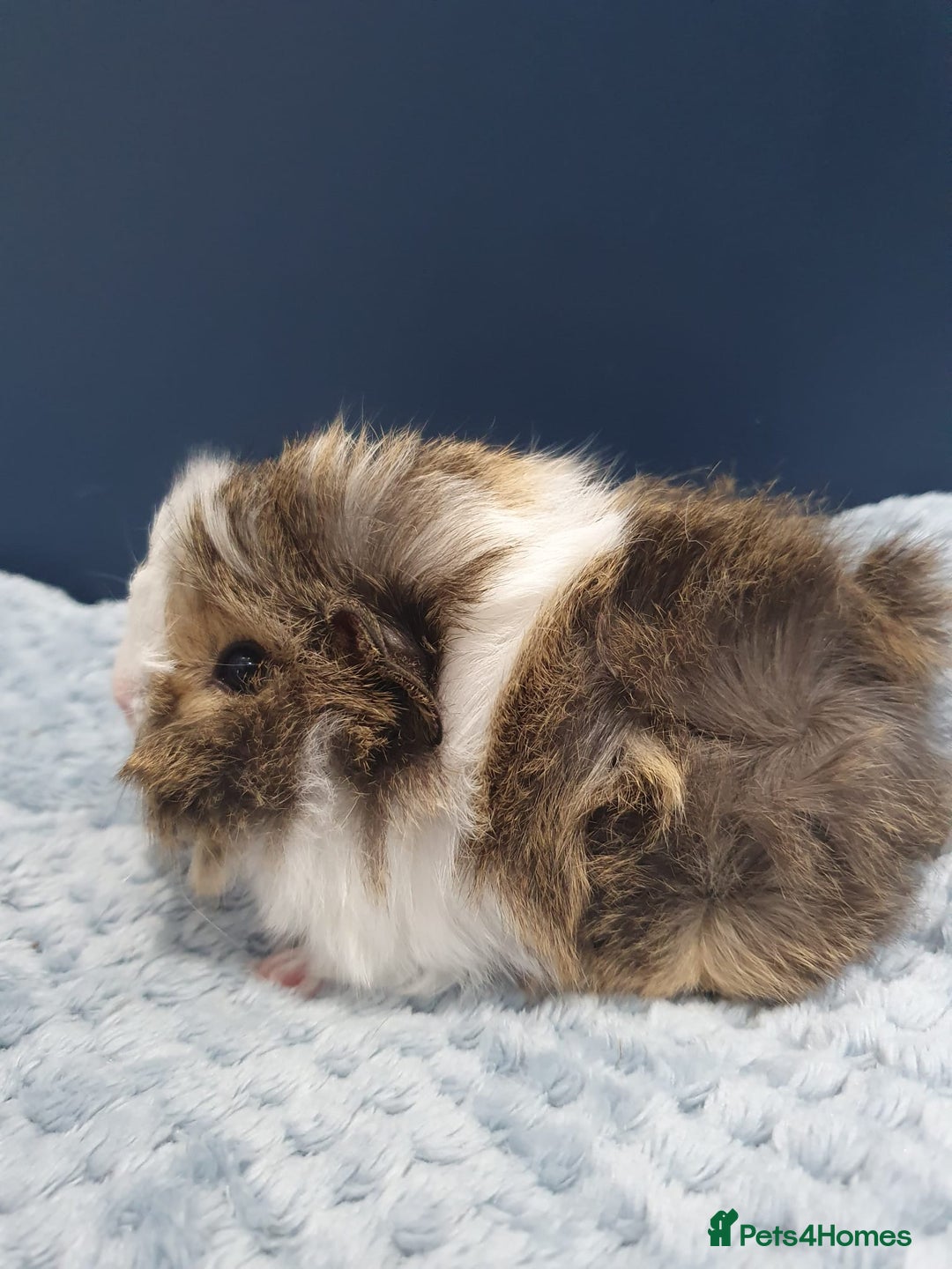 Guinea Pig rodents for sale: Absolutely Stunning Baby Boars  - Image 11