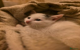 Domestic Shorthair cats for sale: 5 Super Sweet Kittens  - Image 14