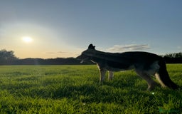 German Shepherd dogs for sale: Stunning German Shepard Litter Only 4 girls left - Image 34