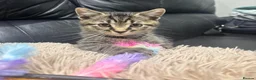Mixed Breed cats for sale: Last One Left! Male Tabby Kitten - Ready Now - Advert 5