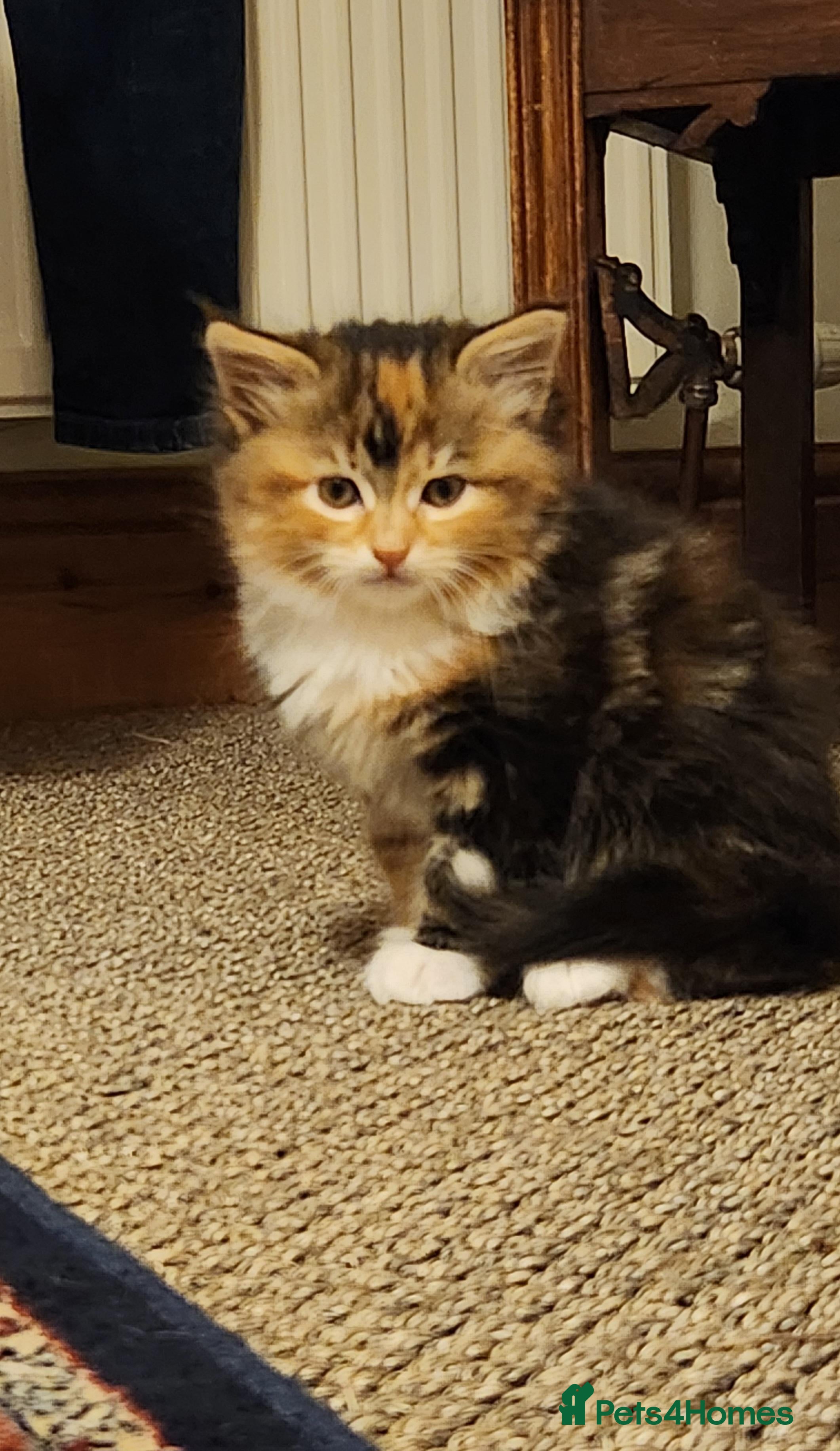 Mixed Breed cats "Red" available - Advert 16