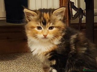 Mixed Breed cats "Red" available - Advert 16