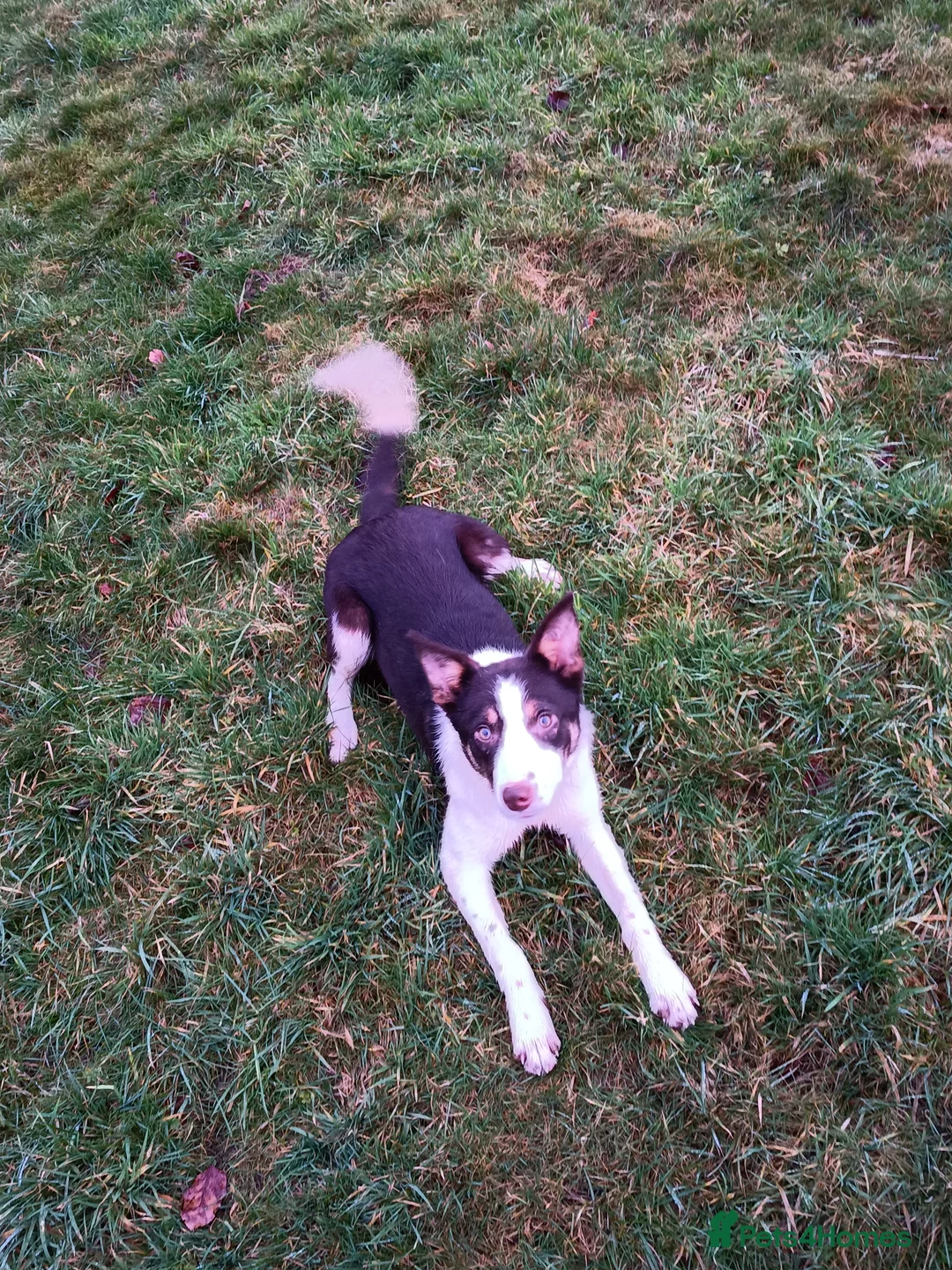 Border Collie dogs for sale: ISDS Registered Red Border Collie Bitch  - Advert 2