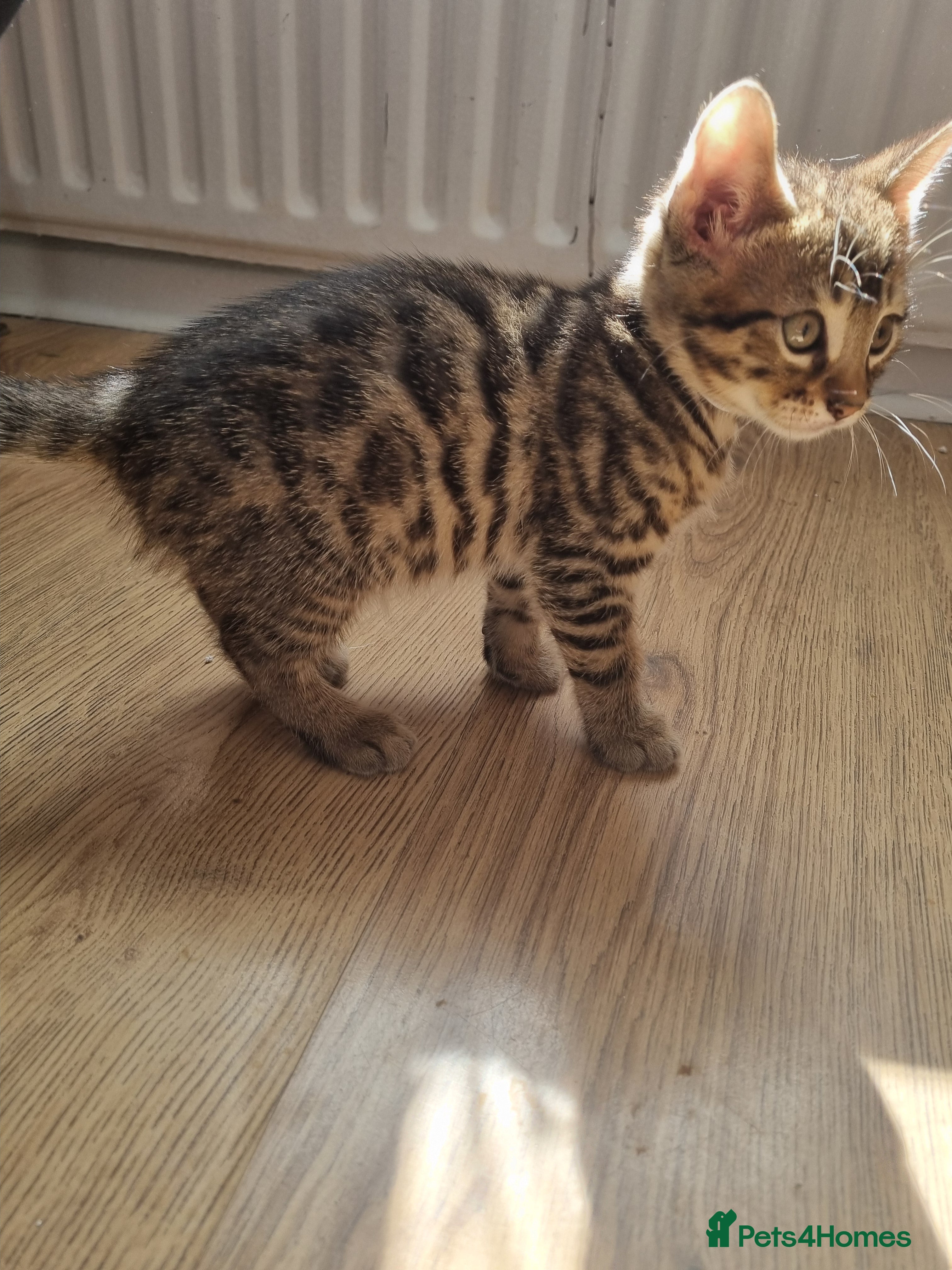 Bengal cats Bengal Kittens looking for home🐾 - Advert 2