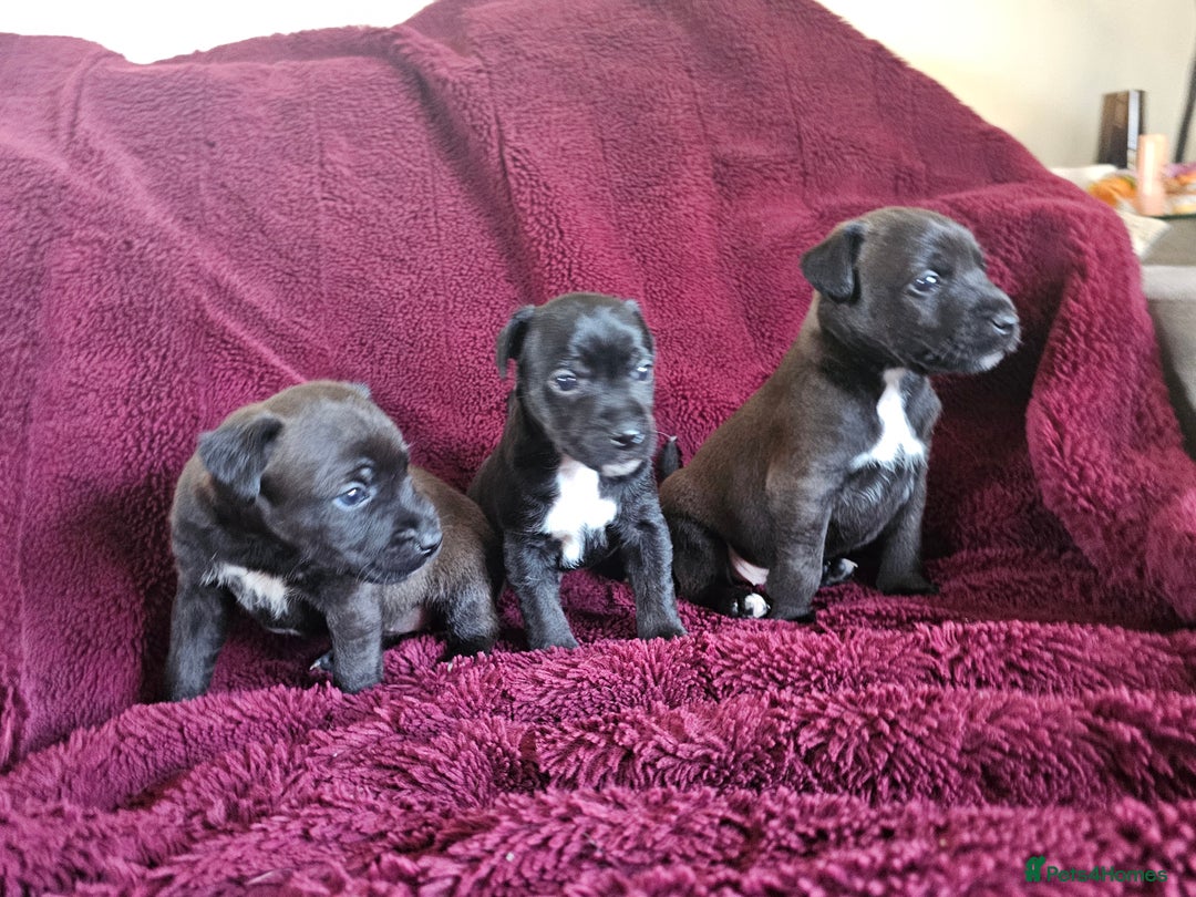 Patterjack dogs for sale: Patterjack Pups - Image 6