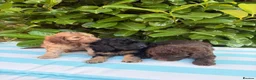 Cockapoo dogs for sale: Cockapoo males and females  - Advert 13
