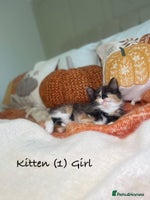 Mixed Breed cats - Advert 4