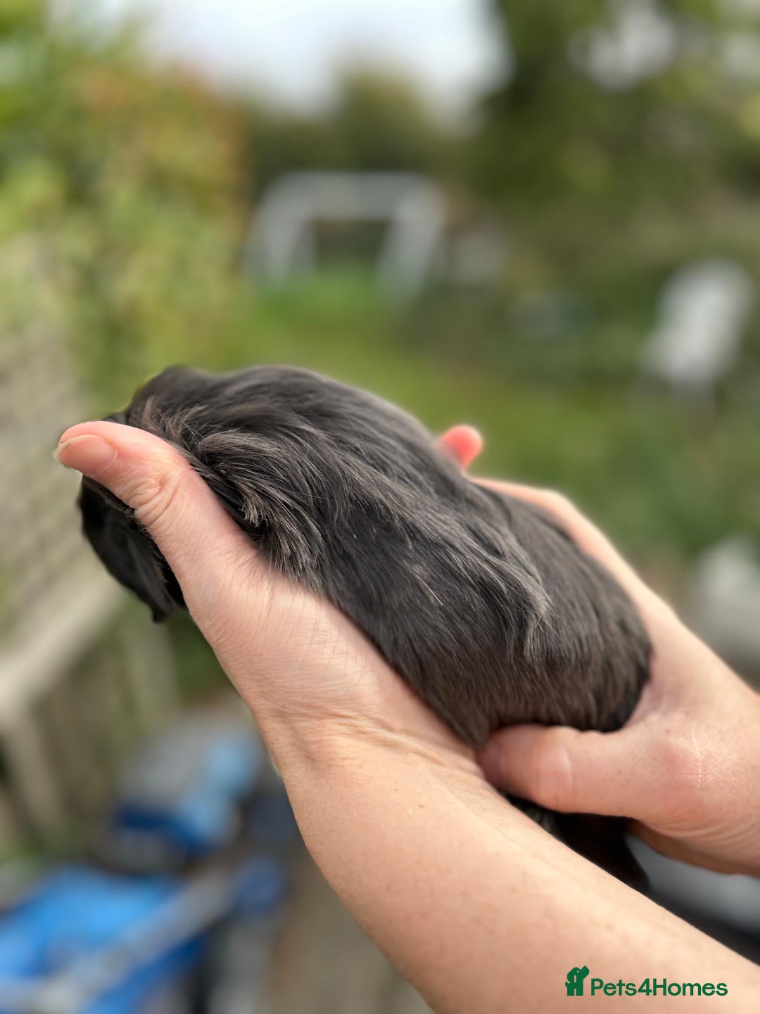Guinea Pig rodents for sale: Stunning baby guinea pigs  - Image 8