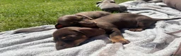 Miniature Dachshund dogs for sale: READY TO GO ! Miniature smooth haired dachshund - Advert 13