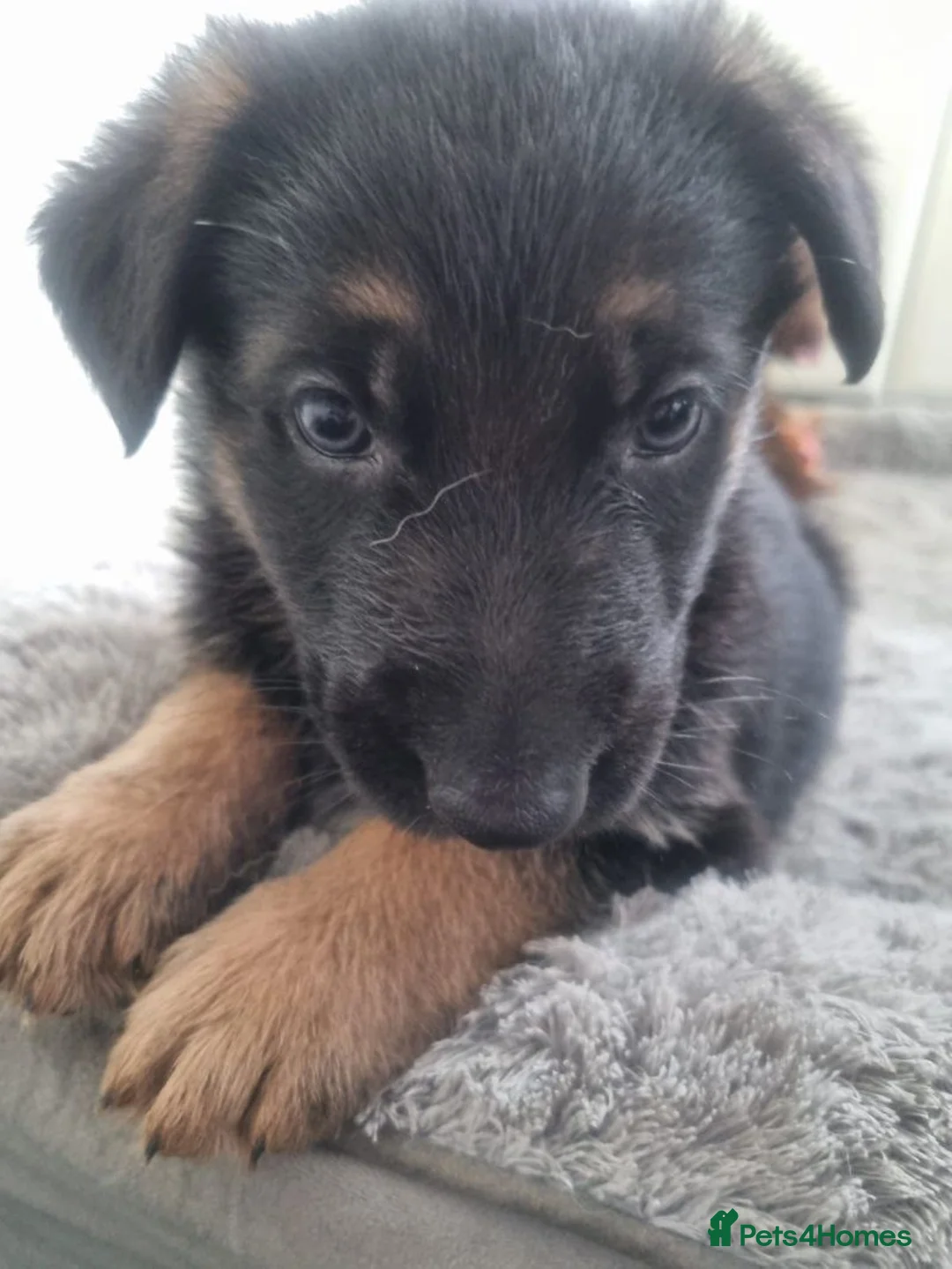 German Shepherd dogs for sale: German Shepherd Puppies Ready for sale - Advert 1