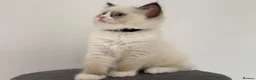 Ragdoll cats for sale: 100% original ragdoll no outcross. - Advert 7
