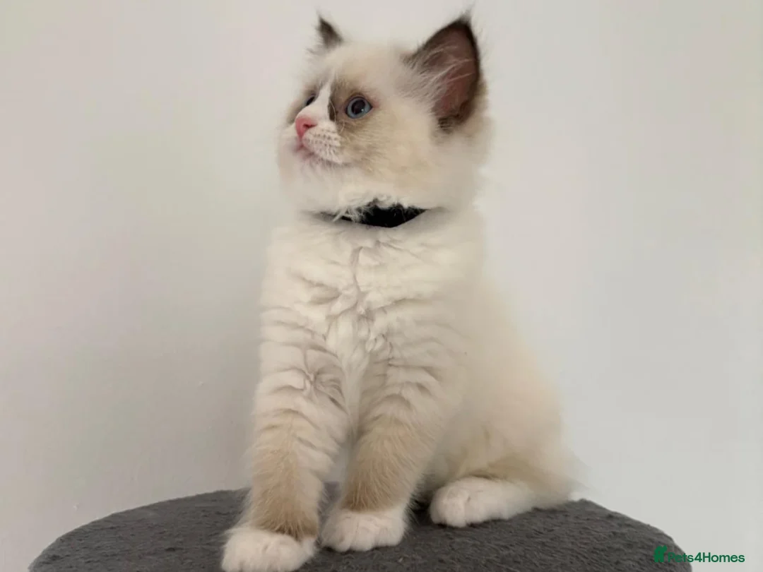 Ragdoll cats for sale: 100% original ragdoll no outcross. - Advert 7