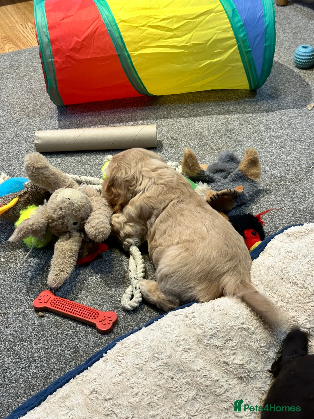 Cocker Spaniel dogs for sale: 2 Handsome Choc+tan and Gold boys - Advert 5